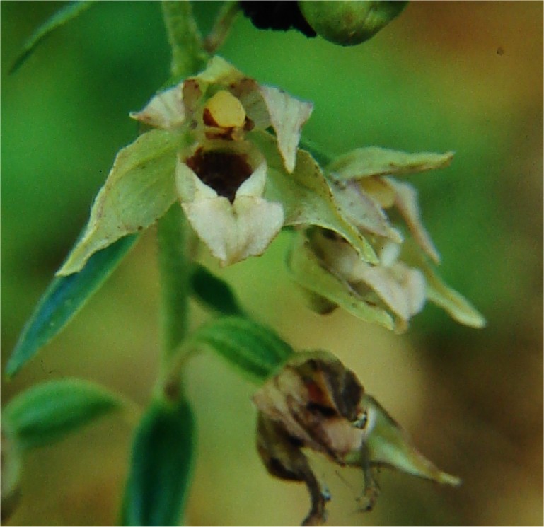 Epipactis helleborine / Elleborine comune